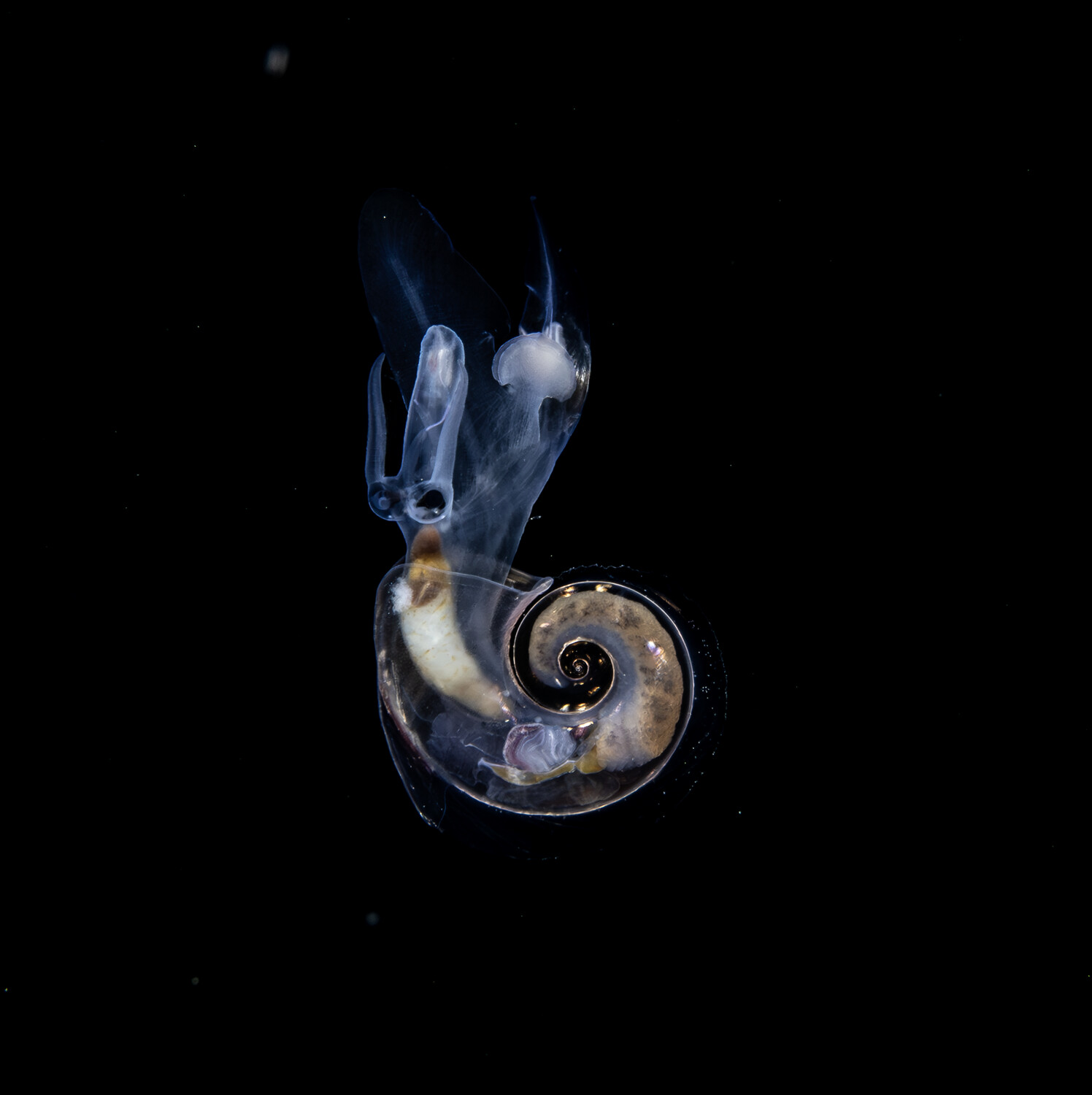 Sea Elephant