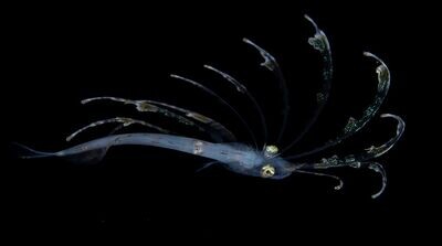 Dusky Flounder Crest