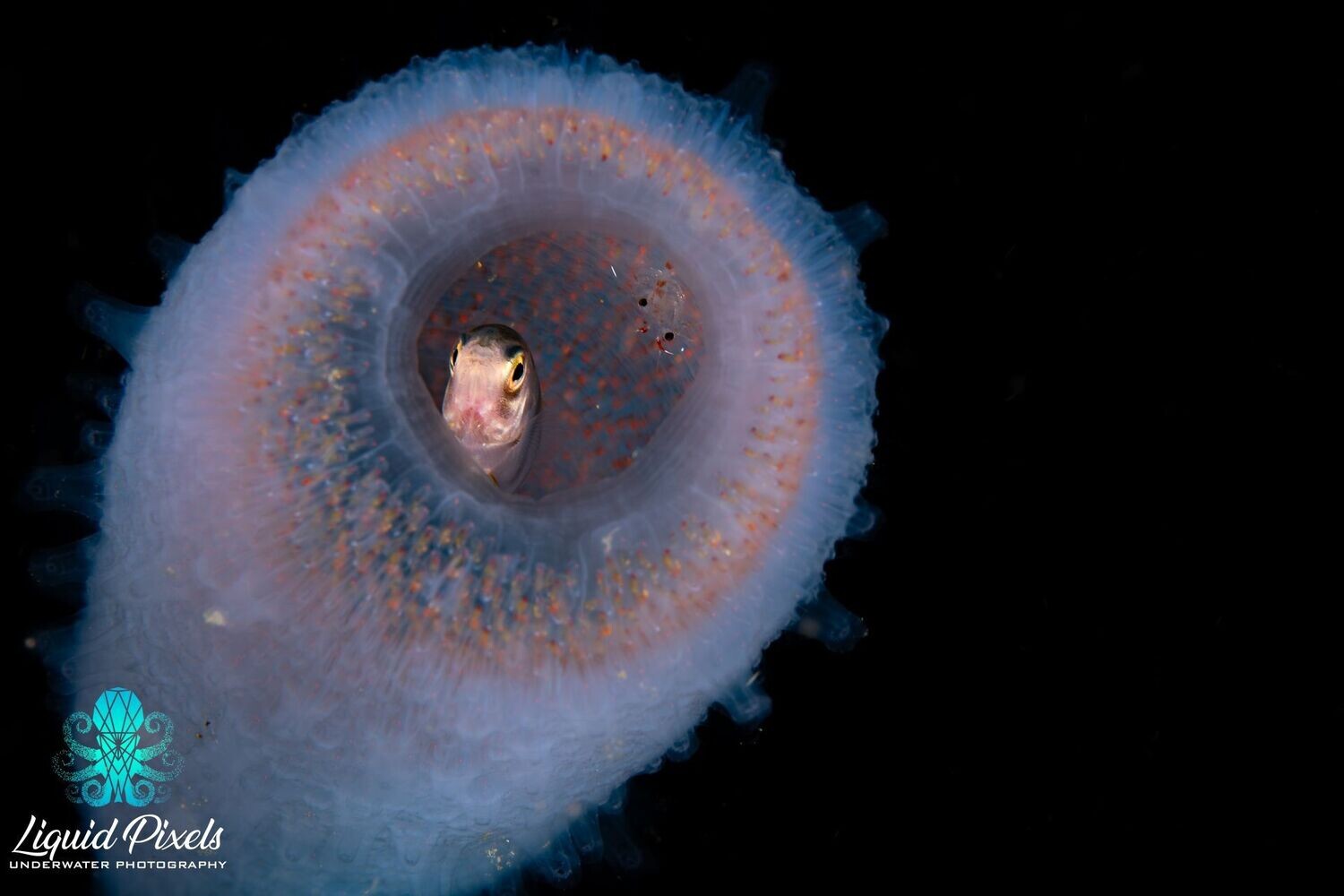 Pyrosome with Drift Fish and Shrimp