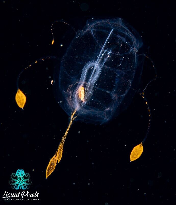 Salp with Yellow Tentacles