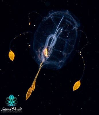 Salp with Yellow Tentacles