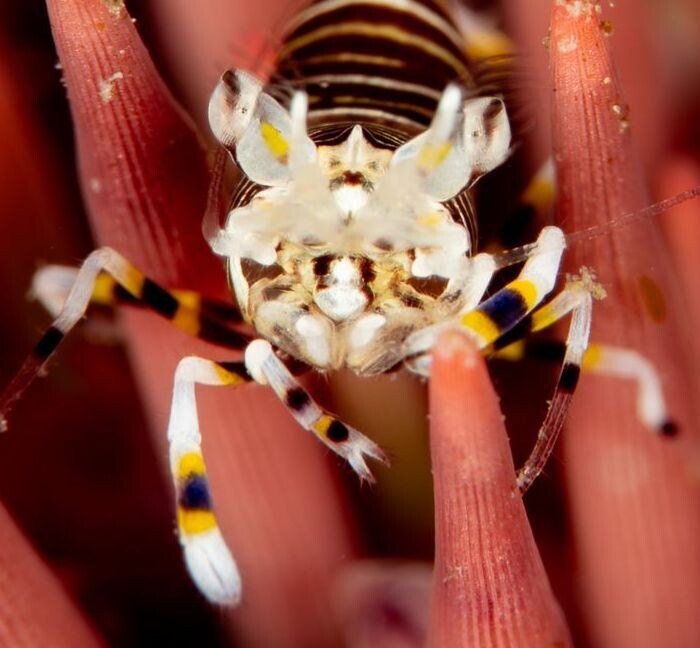 Bumble Bee Shrimp