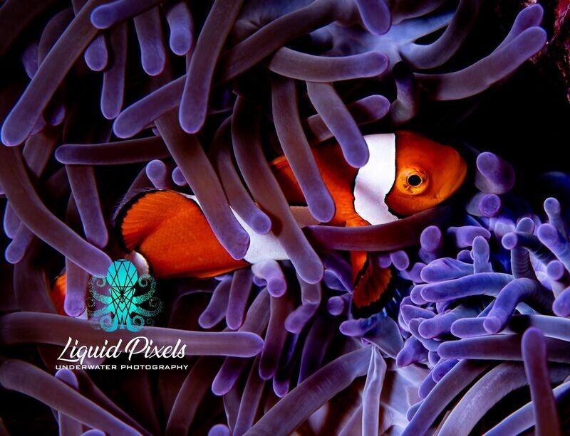 Clown in Purple Anemone
