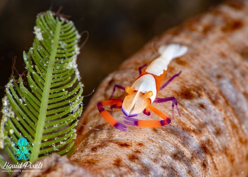 Emperor Shrimp on Sea Cucumber