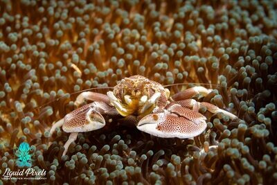 Porcelain Crab in Green Anemone