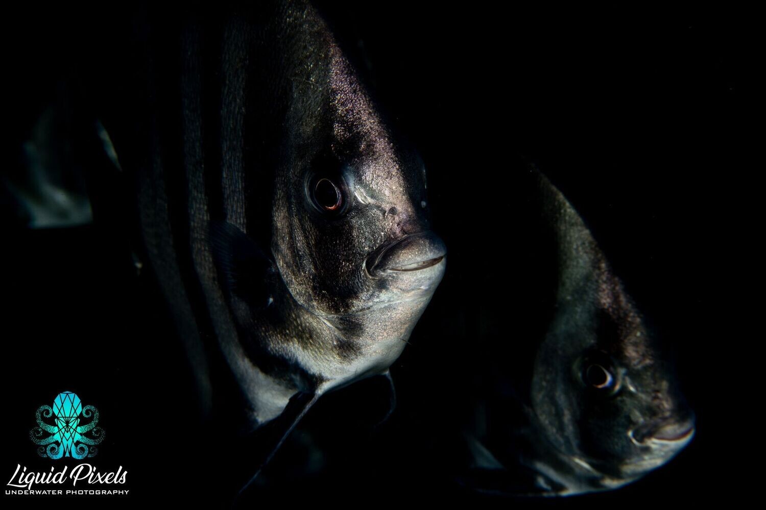 Twin Spade Fish
