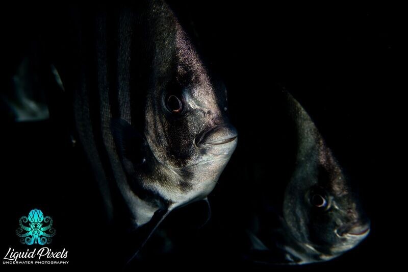 Twin Spade Fish
