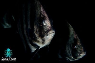 Twin Spade Fish