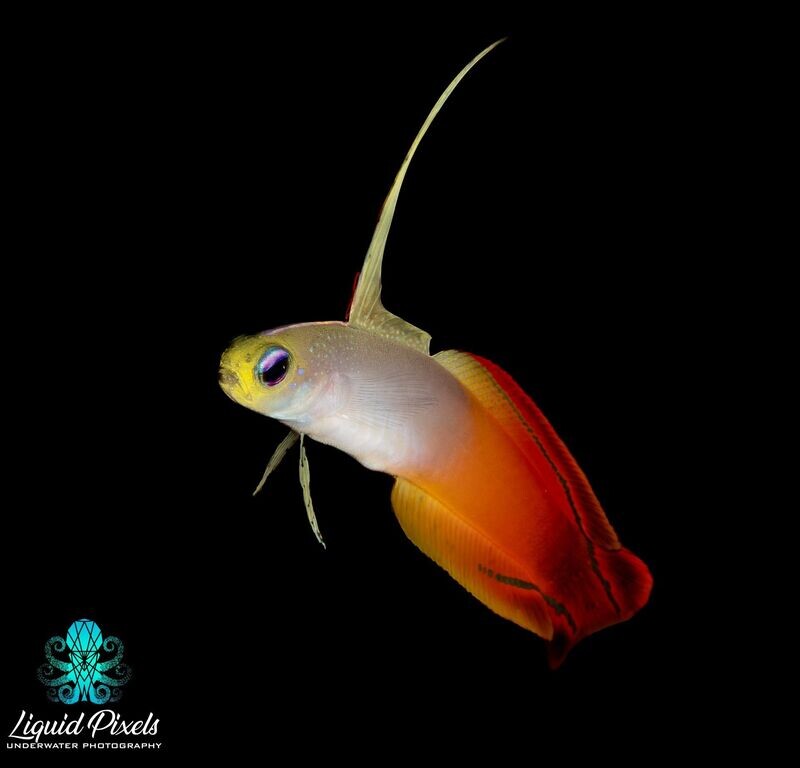 Fire Fish