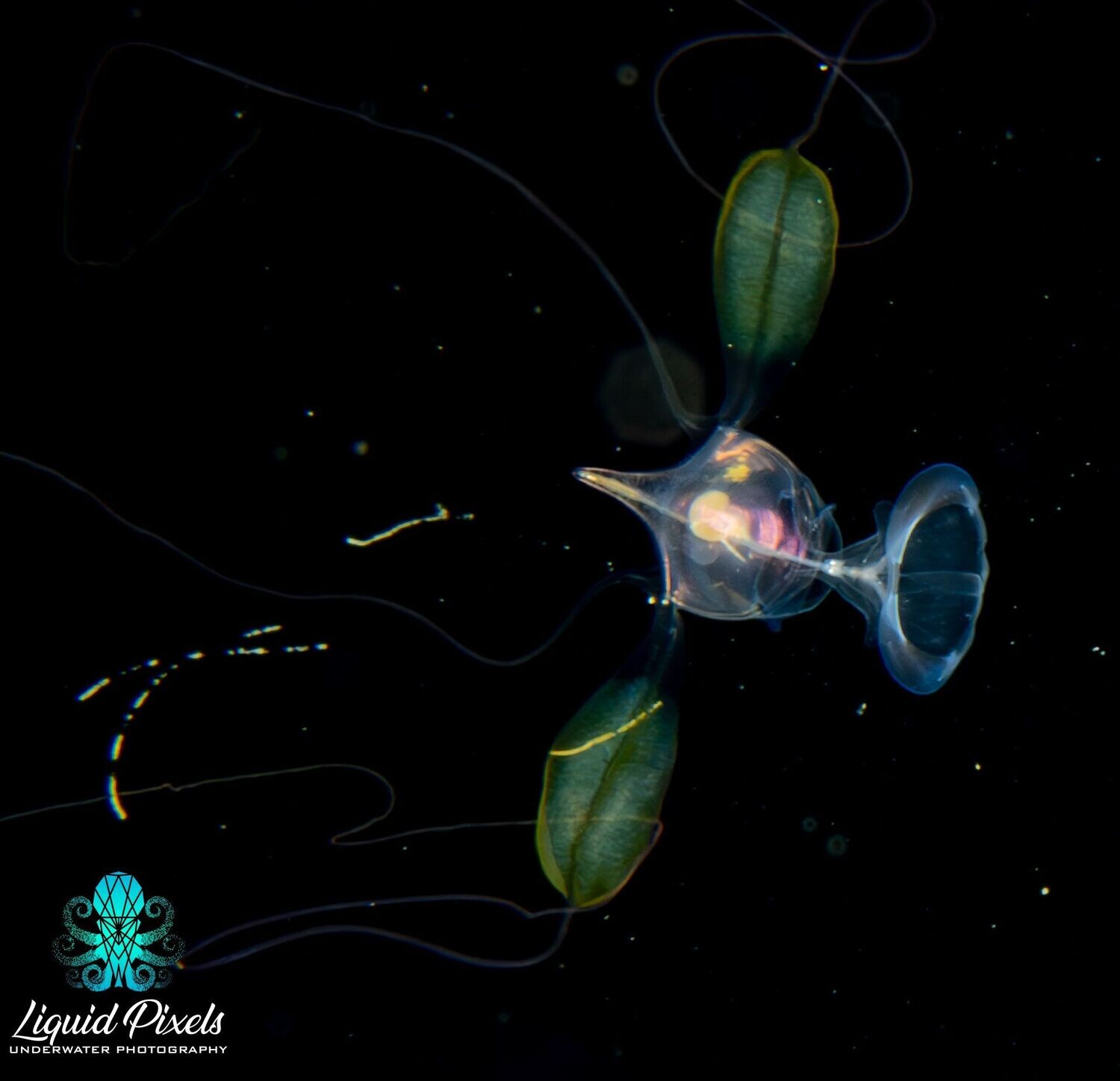 Sea Butterfly with Green Leaf Wings