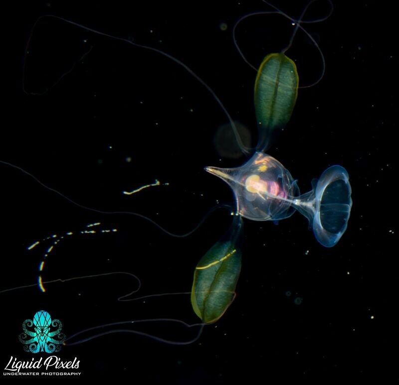 Sea Butterfly with Green Leaf Wings