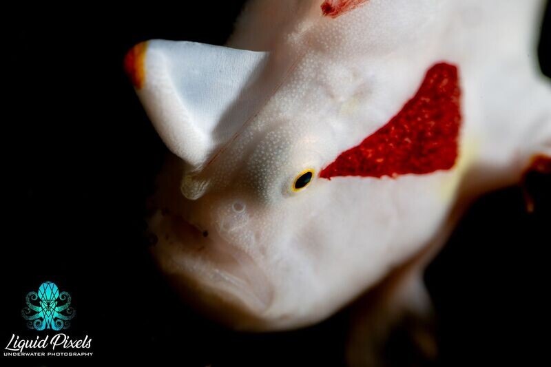 Warty Toad Frogfish