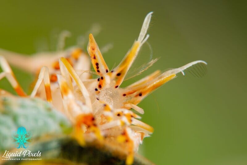 Dragon Shrimp