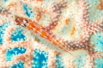 Goby on White and Orange Gorgonian
