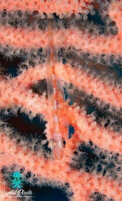 Goby on Pink Gorgonian