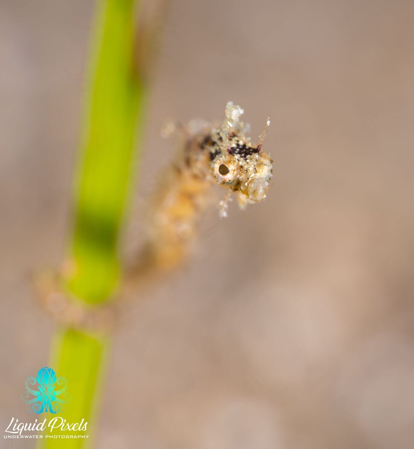 Pigmy Seahorse