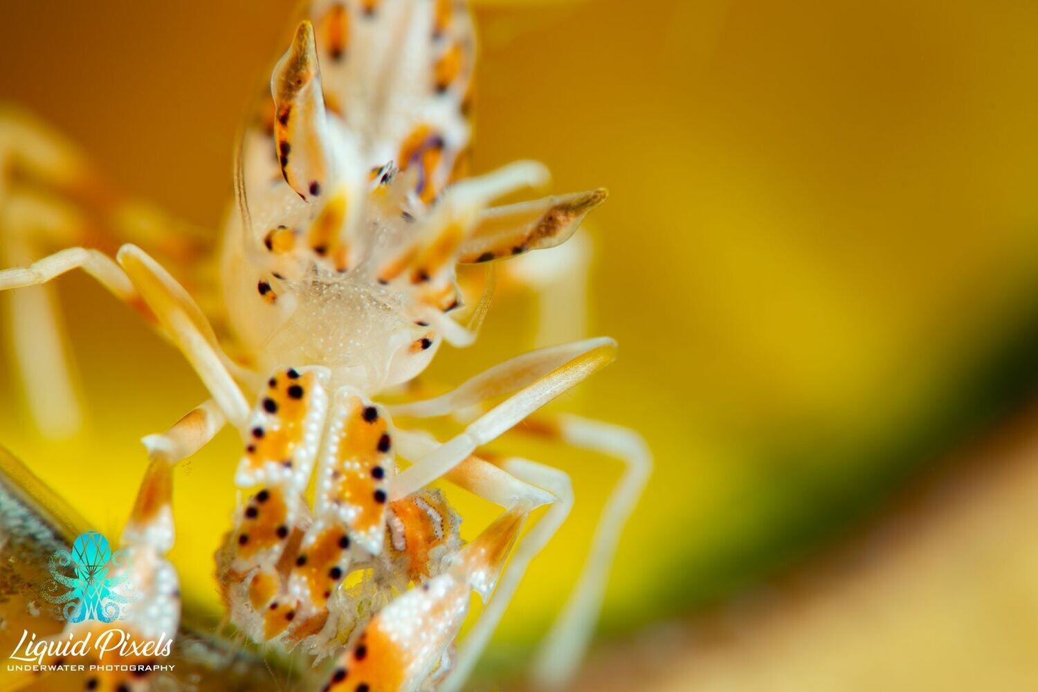 Dragon Shrimp Yellow Background