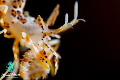 Dragon Shrimp Blk Background