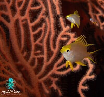 Yellow Fish with Orange Sea Fan