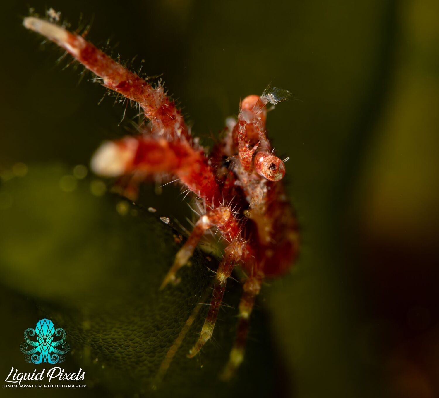 Red Crab on Green Leaf