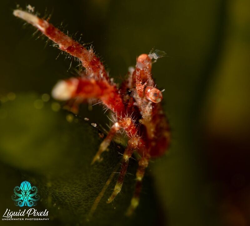 Red Crab on Green Leaf