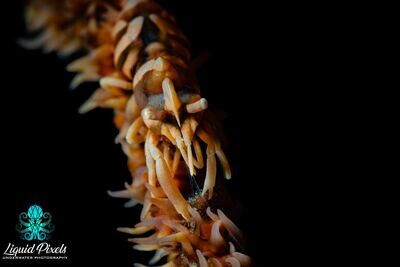 Whip Coral Shrimp