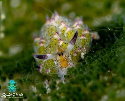 Shawn the Sheep Nudibranch