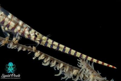 Stick Fish on Whip Coral