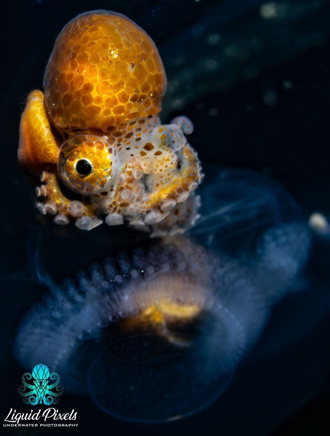 Female Paper Nautilus