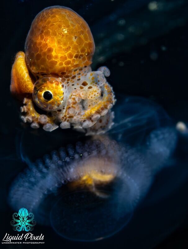Female Paper Nautilus