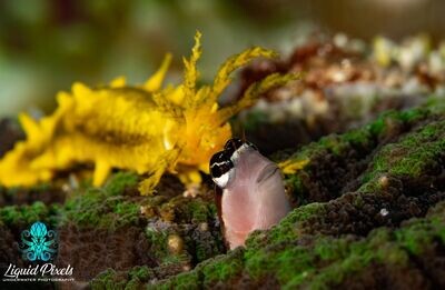 Blenny with Sea Cucumber Photo Bomb
