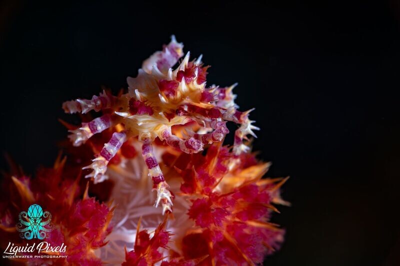 Candy Crab with Blk Background