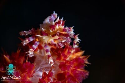 Candy Crab with Blk Background