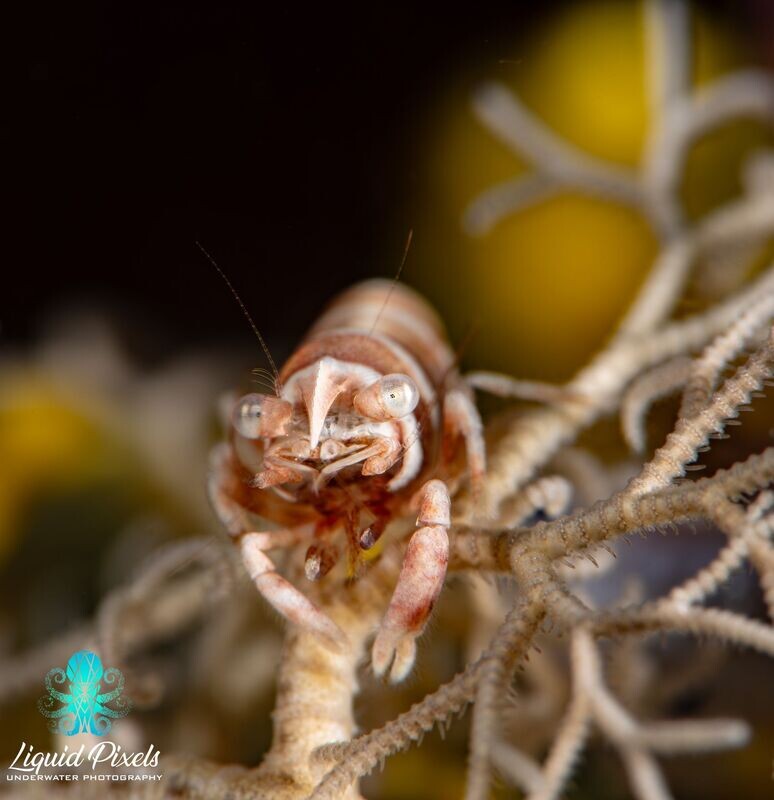 Shrimp on Basket Star