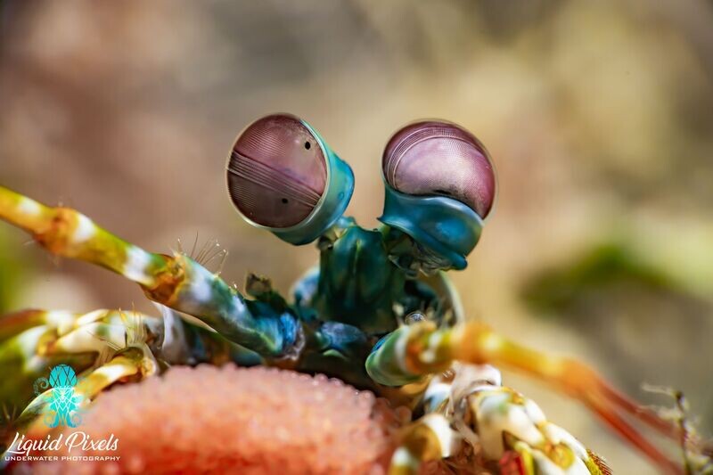 Peacock Mantis Shrimp with Eggs