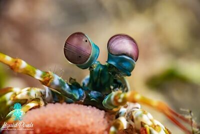 Peacock Mantis Shrimp with Eggs