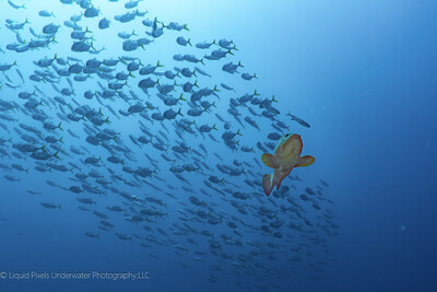 Goliath Grouper with School of Fish