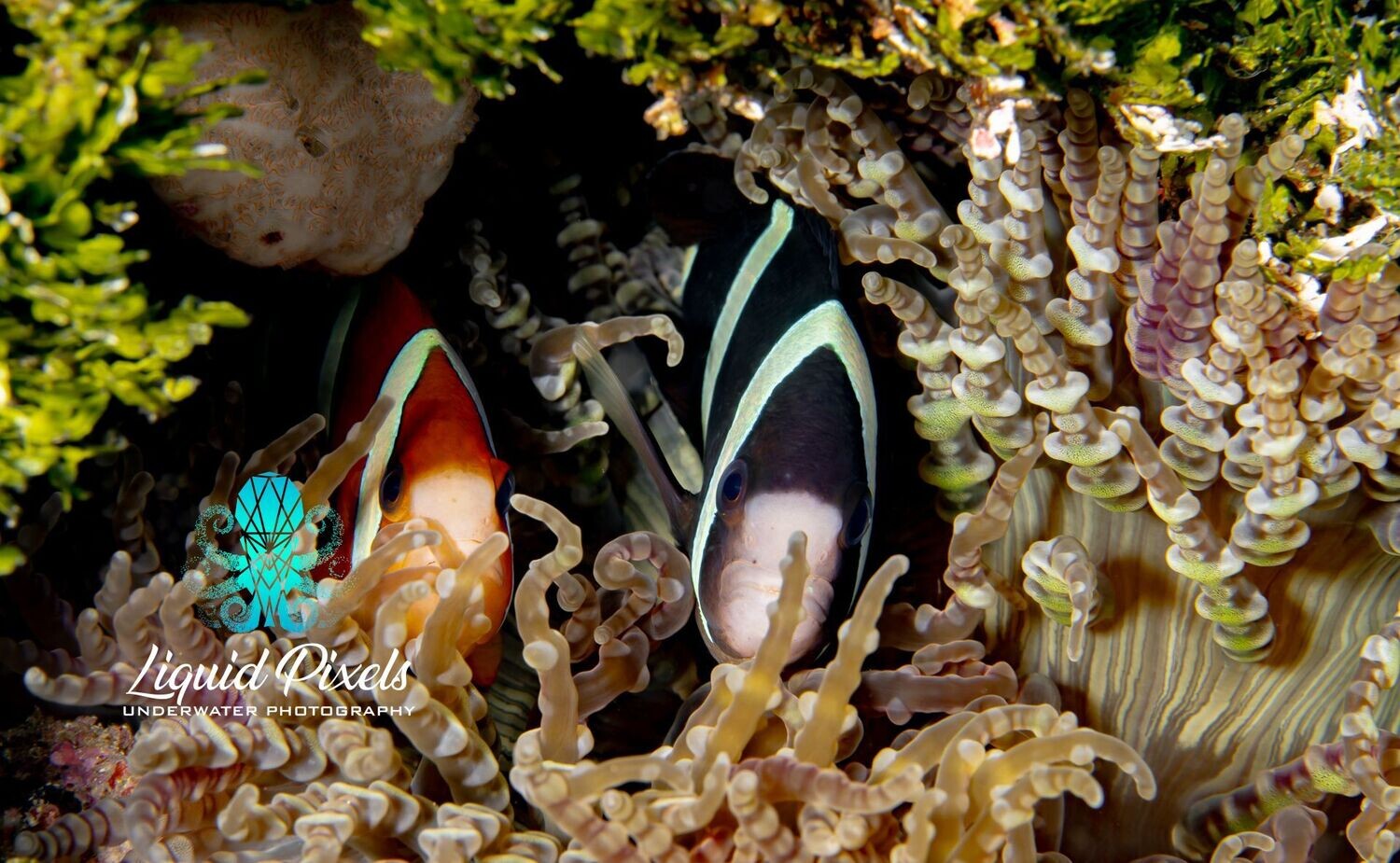 Orange and Black Clowns in Anemone