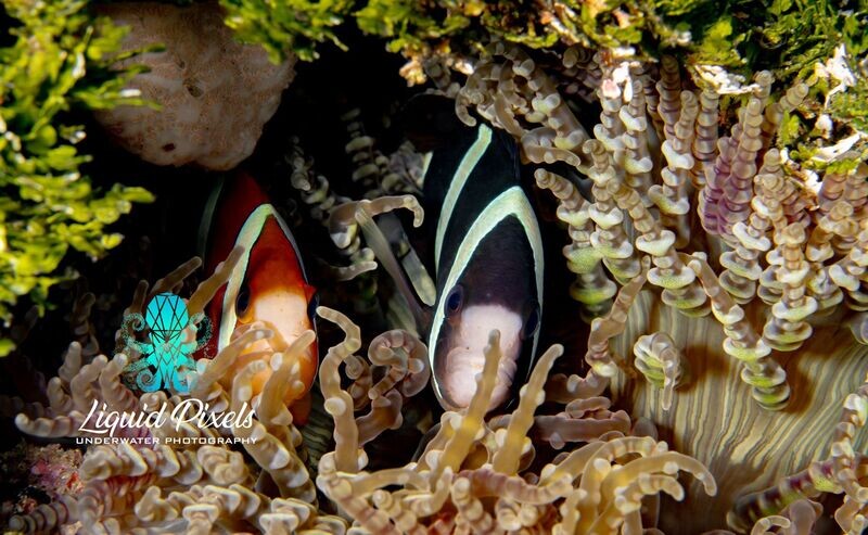 Orange and Black Clowns in Anemone