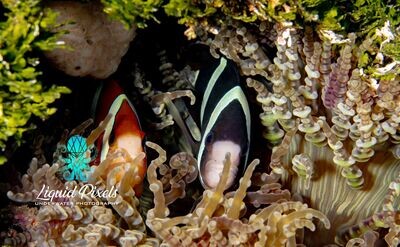 Orange and Black Clowns in Anemone