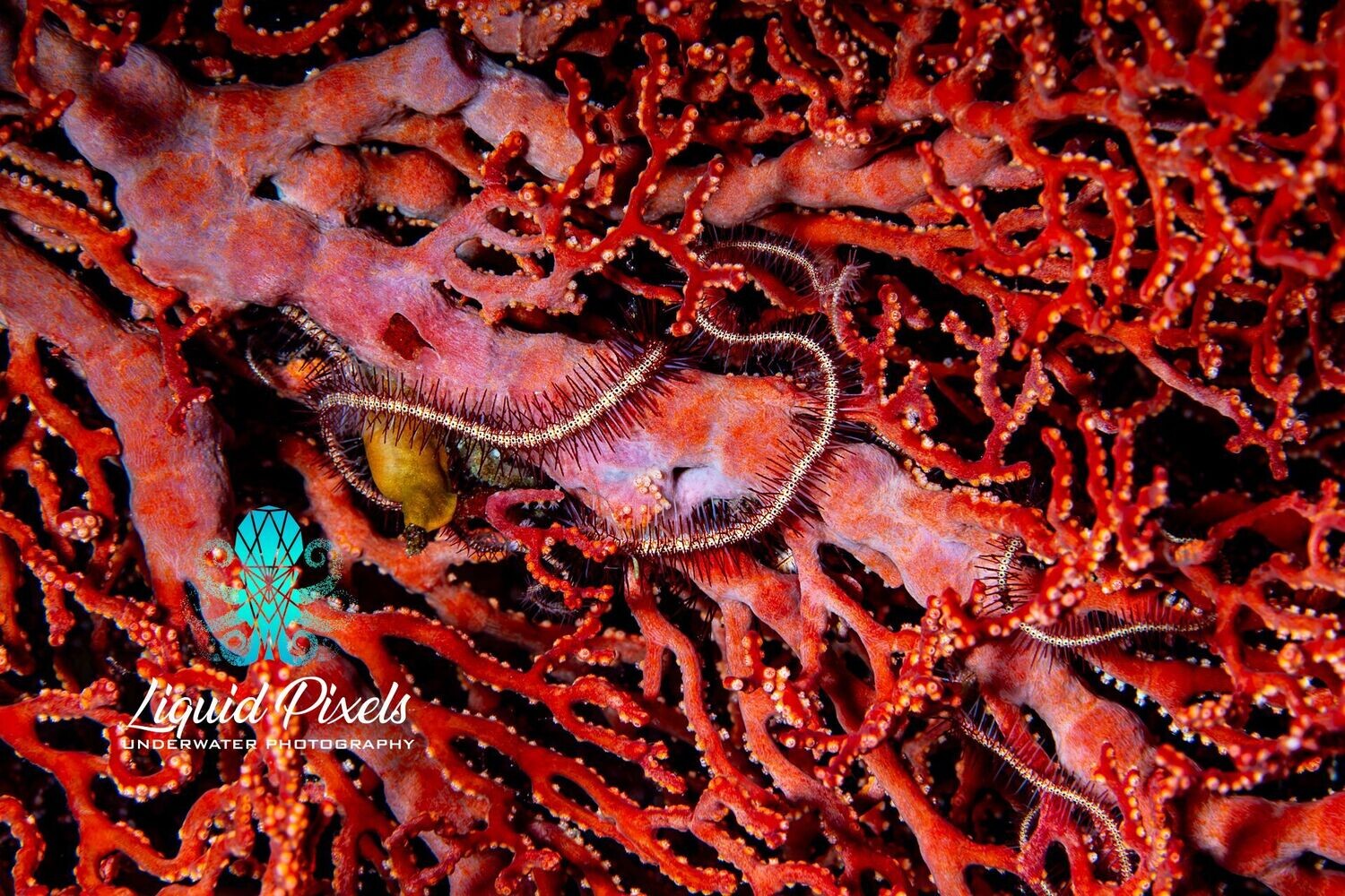 Red Fan with Thorny Brittle Star