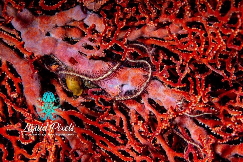 Red Fan with Thorny Brittle Star