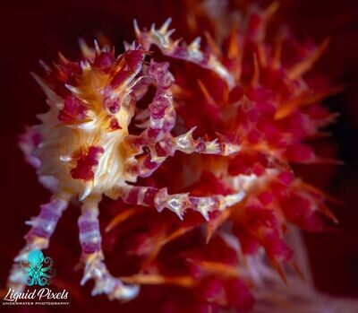 Candy Crab in Red Coral