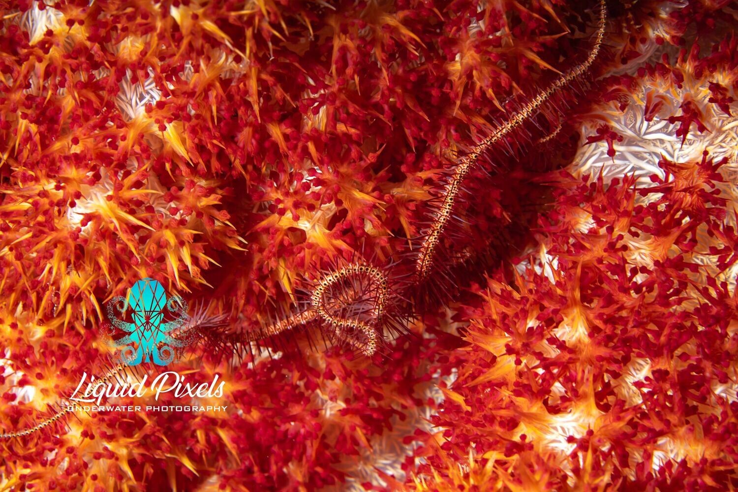 Fluffy Orange Soft Croal