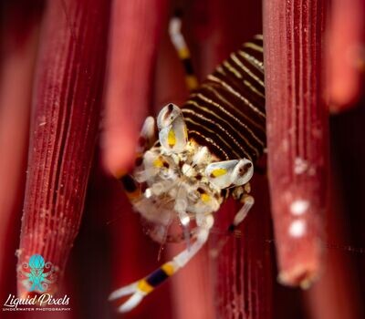 Bumble Bee Shrimp Close Up Shot