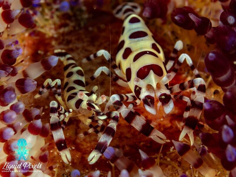 Coleman Shrimp Pair on Urchin