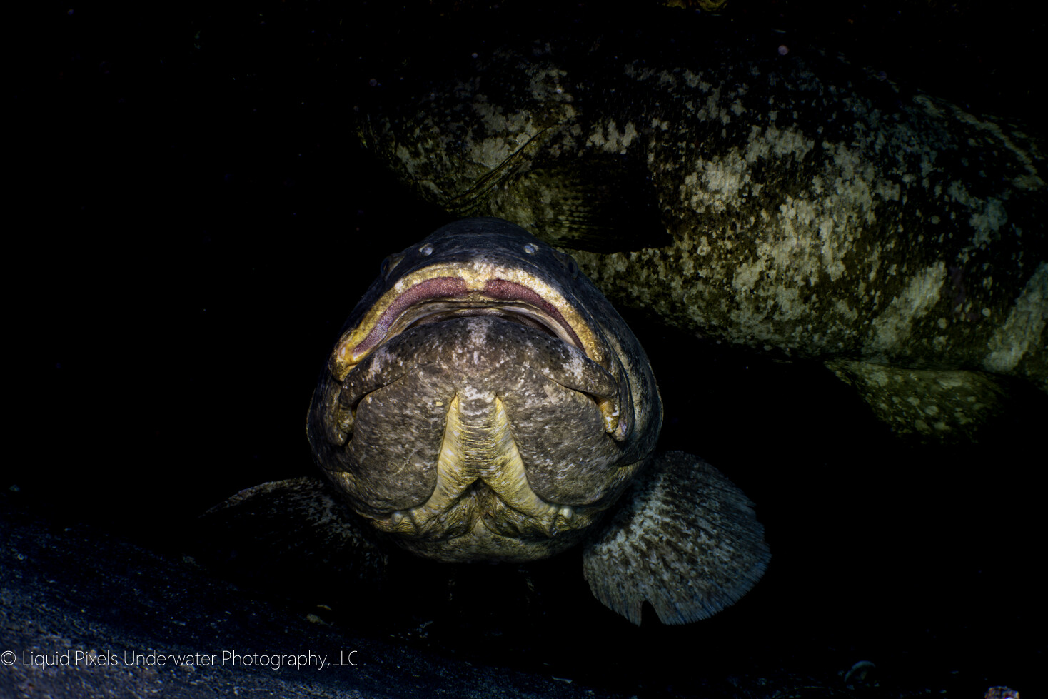 Goliath Groupers in Cave