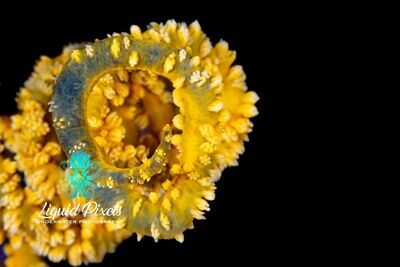 Yellow Spiral Whip Coral