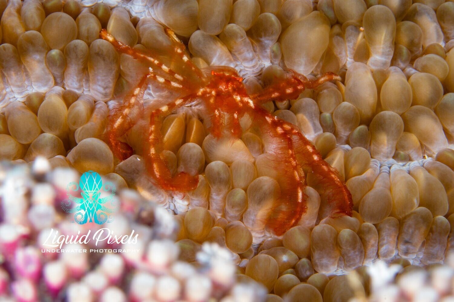 Red Hairy Crab on Coral