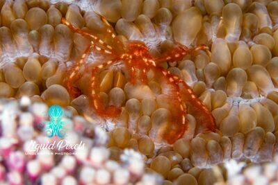 Red Hairy Crab on Coral